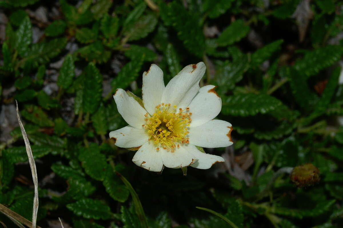 Imagem de Dryas octopetala L.