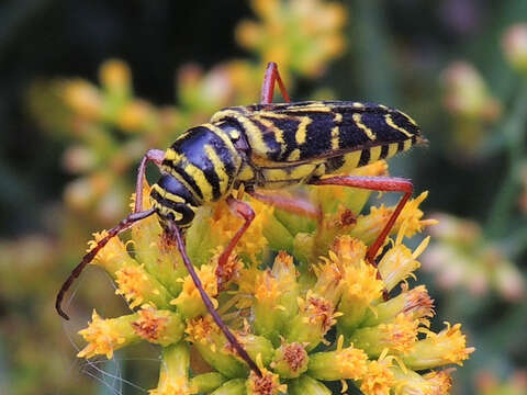 Image of Locust Borer