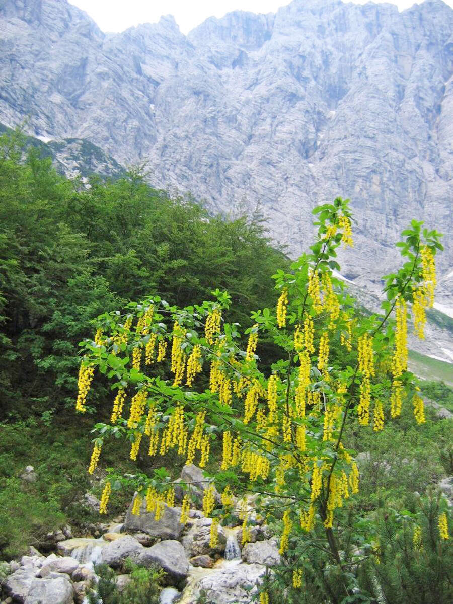 Image of Alpine Laburnum