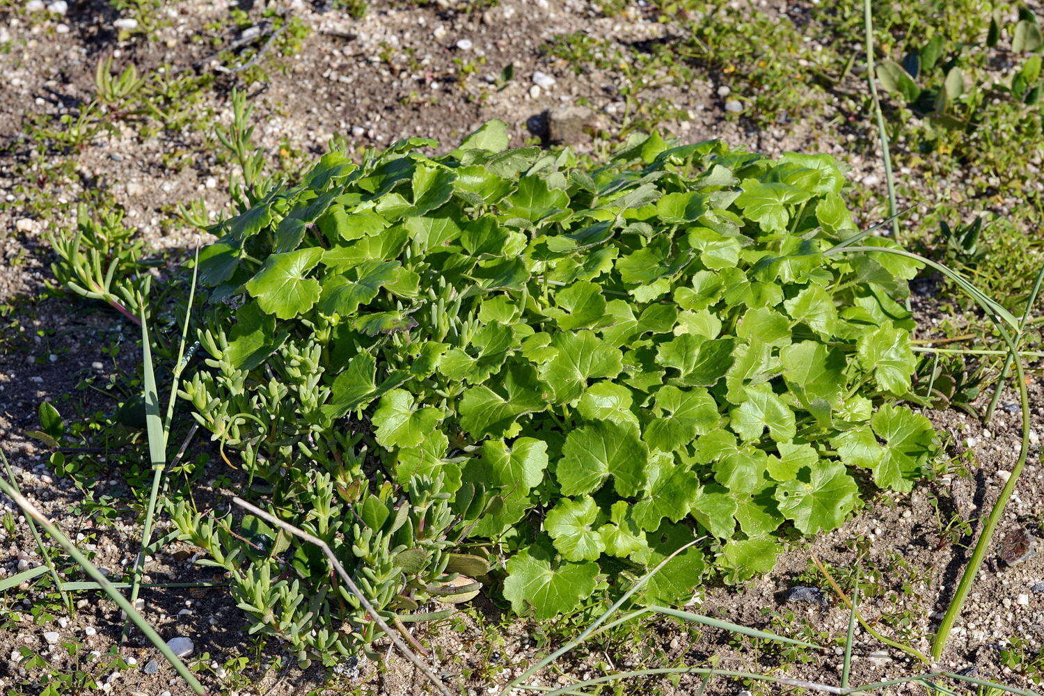 Image of Cineraria geifolia (L.) L.