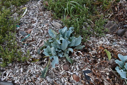 Image de Mertensia maritima subsp. maritima