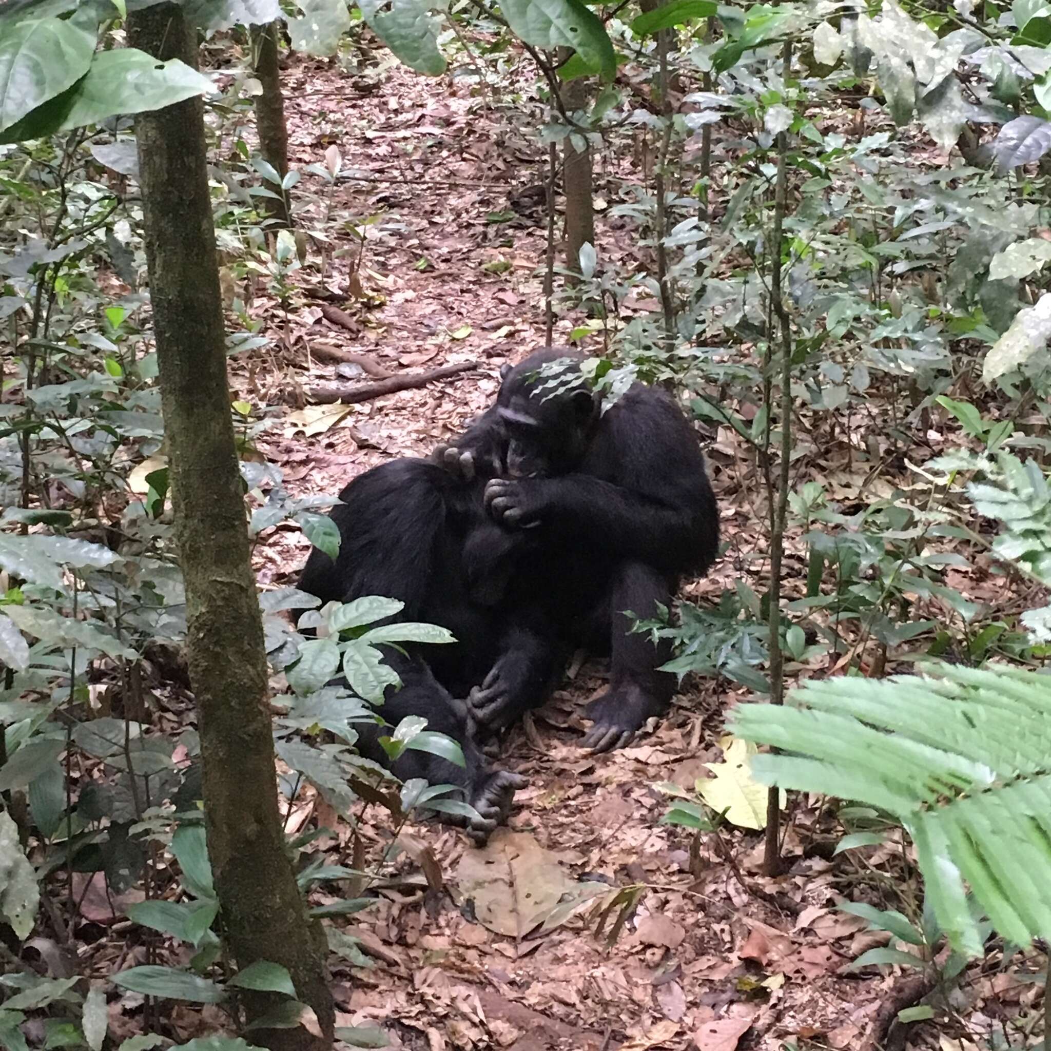 Image of Eastern Chimpanzee