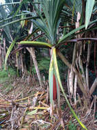 Imagem de Pandanus conoideus Lam.