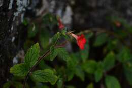 Image of Achimenes erecta (Lam.) H. P. Fuchs