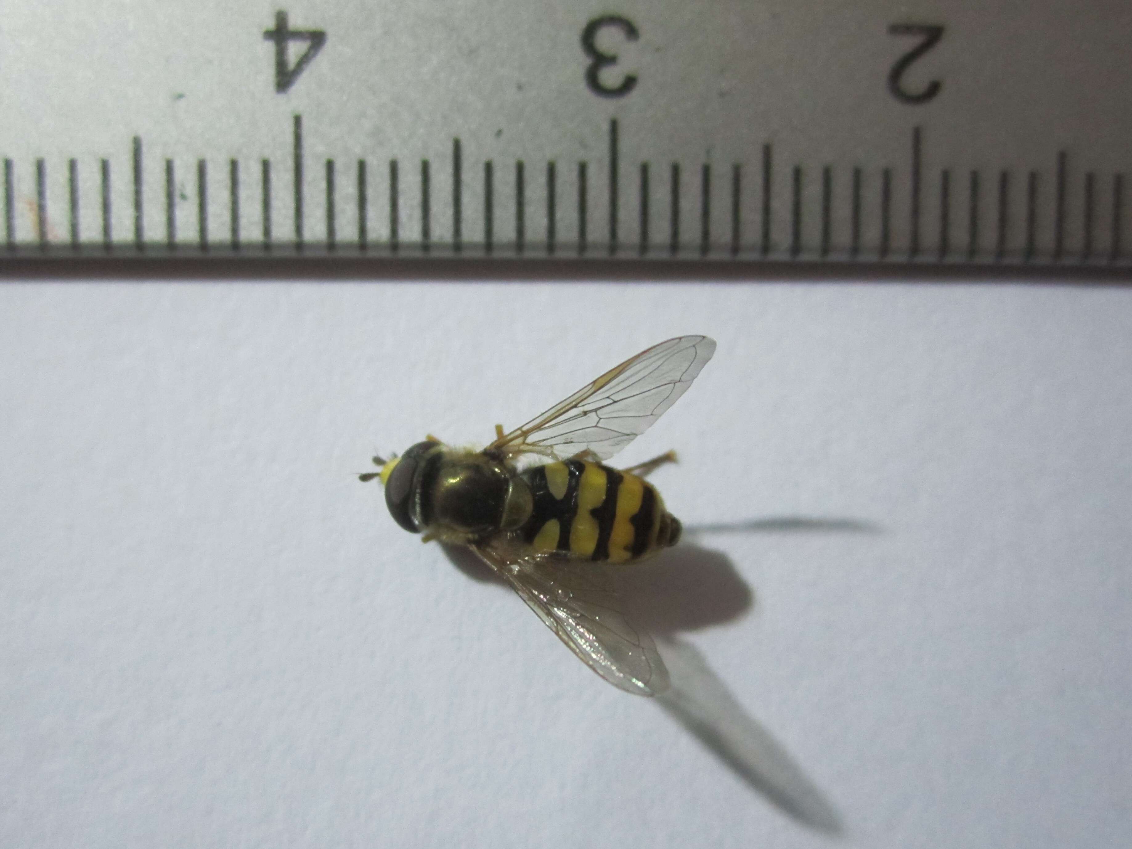 Plancia ëd Syrphus ribesii (Linnaeus 1758)