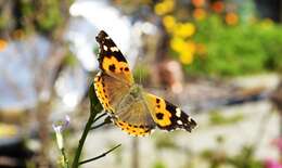 Image of Asian Admiral