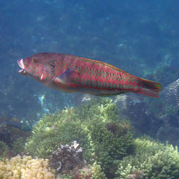 Image of Parrotfish