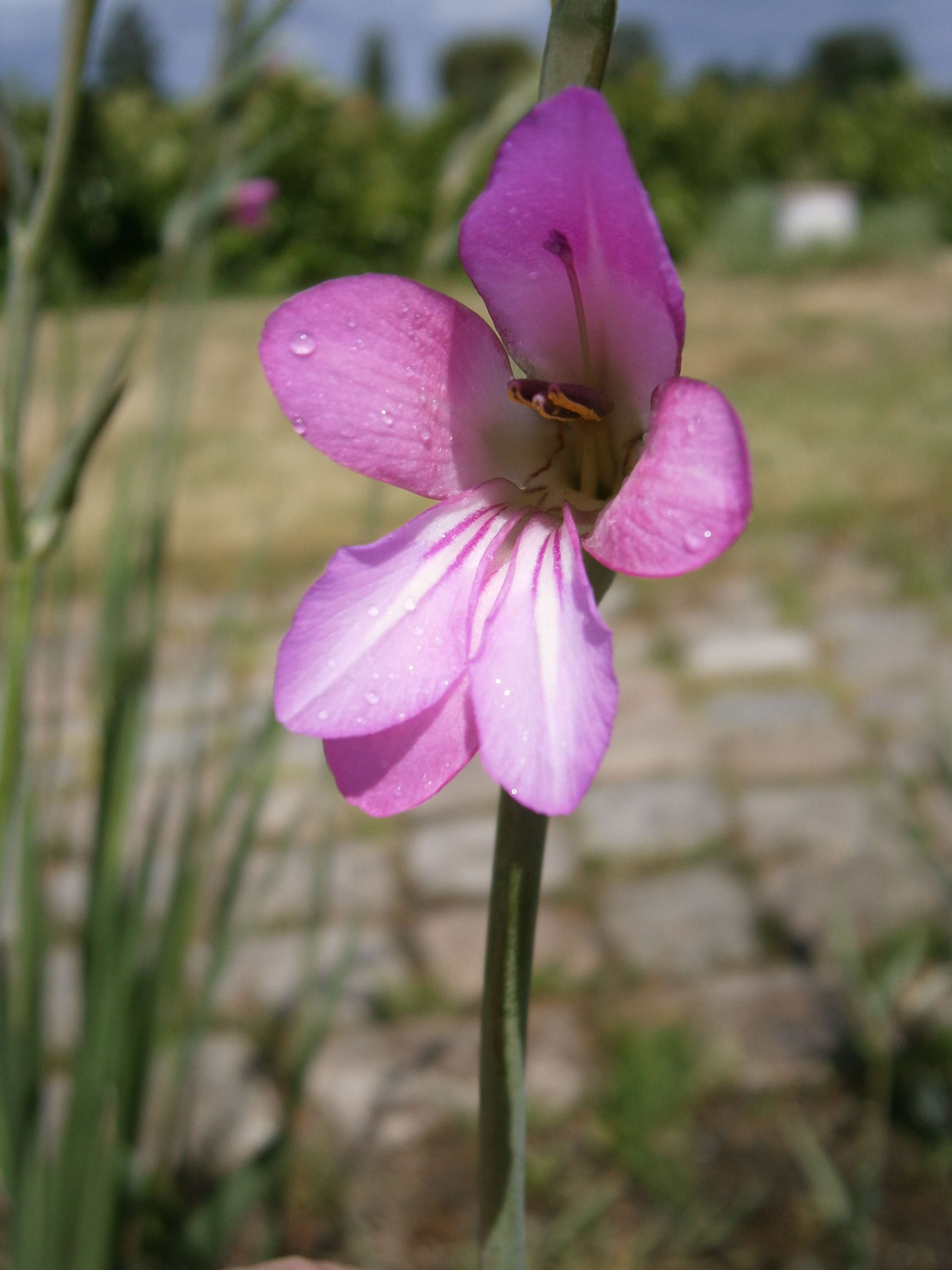 Image of Common Sword Lily