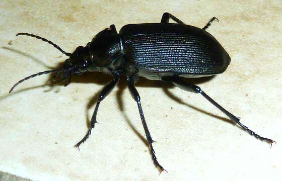 Слика од Calosoma (Campalita) chlorostictum Dejean 1831