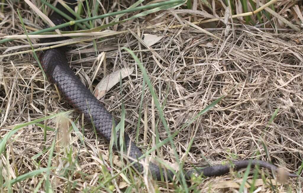 Image of Lowland copperhead