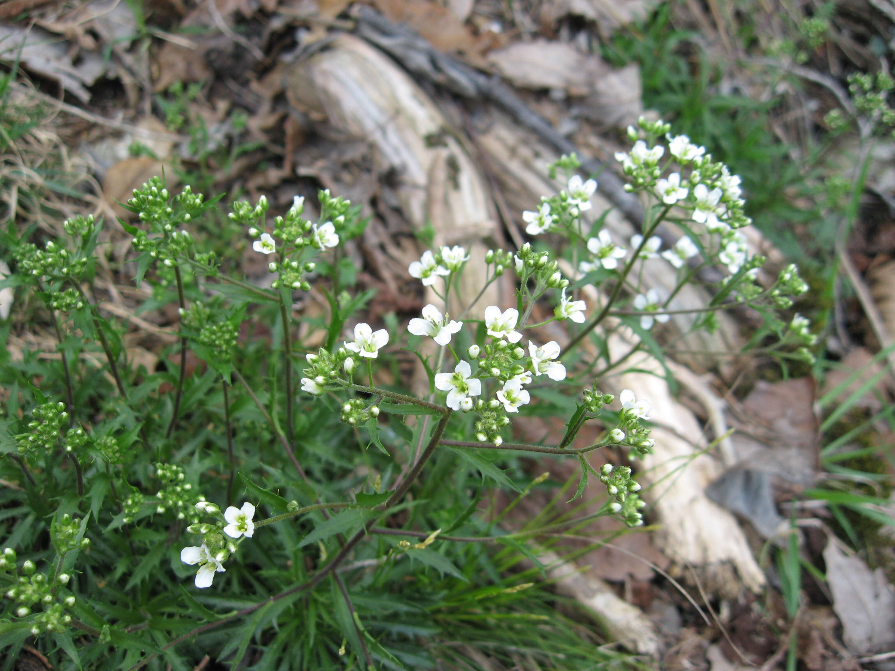 Image of branched draba