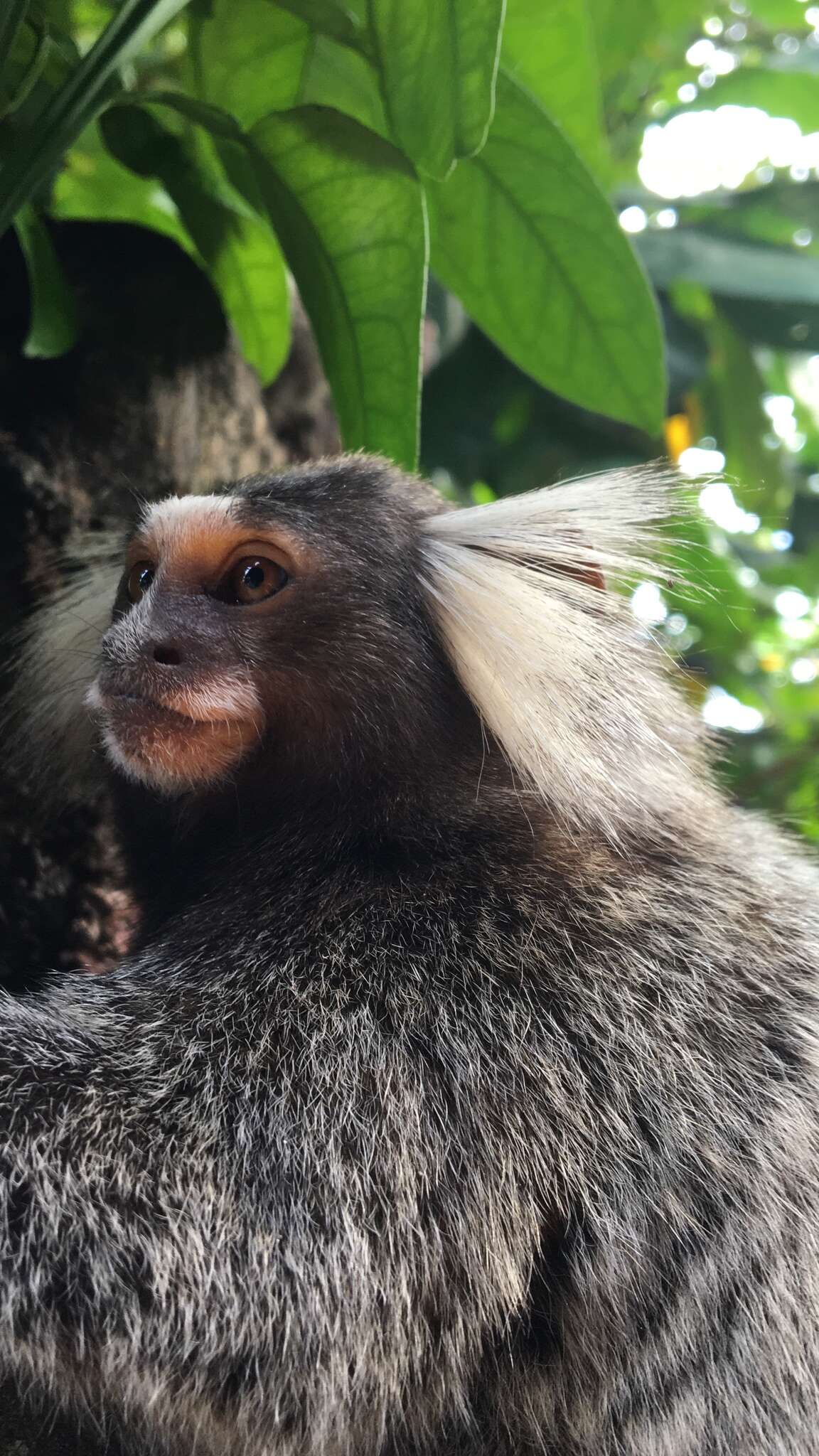 Image of Common Marmoset