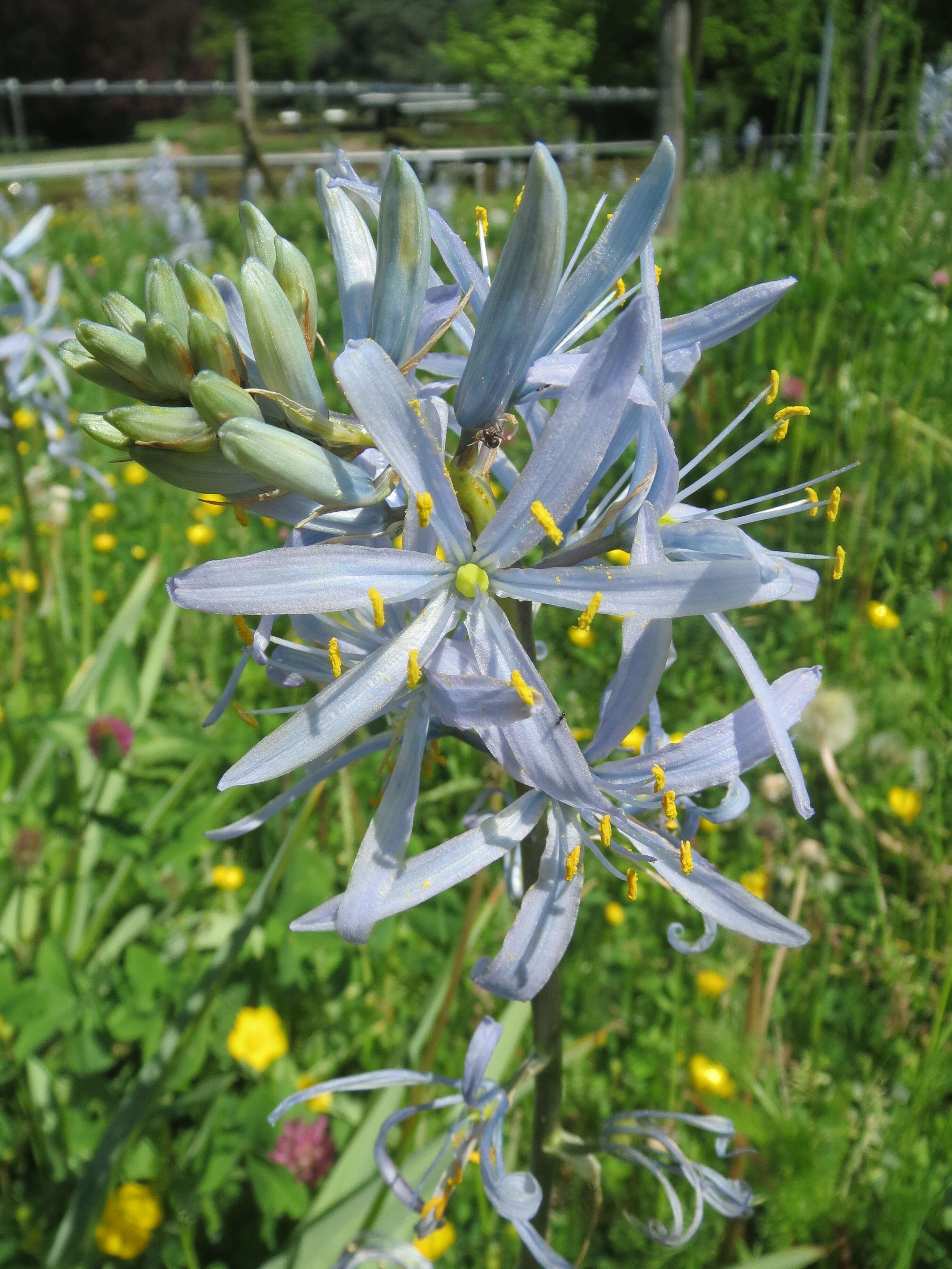 Image of Cusick's camas