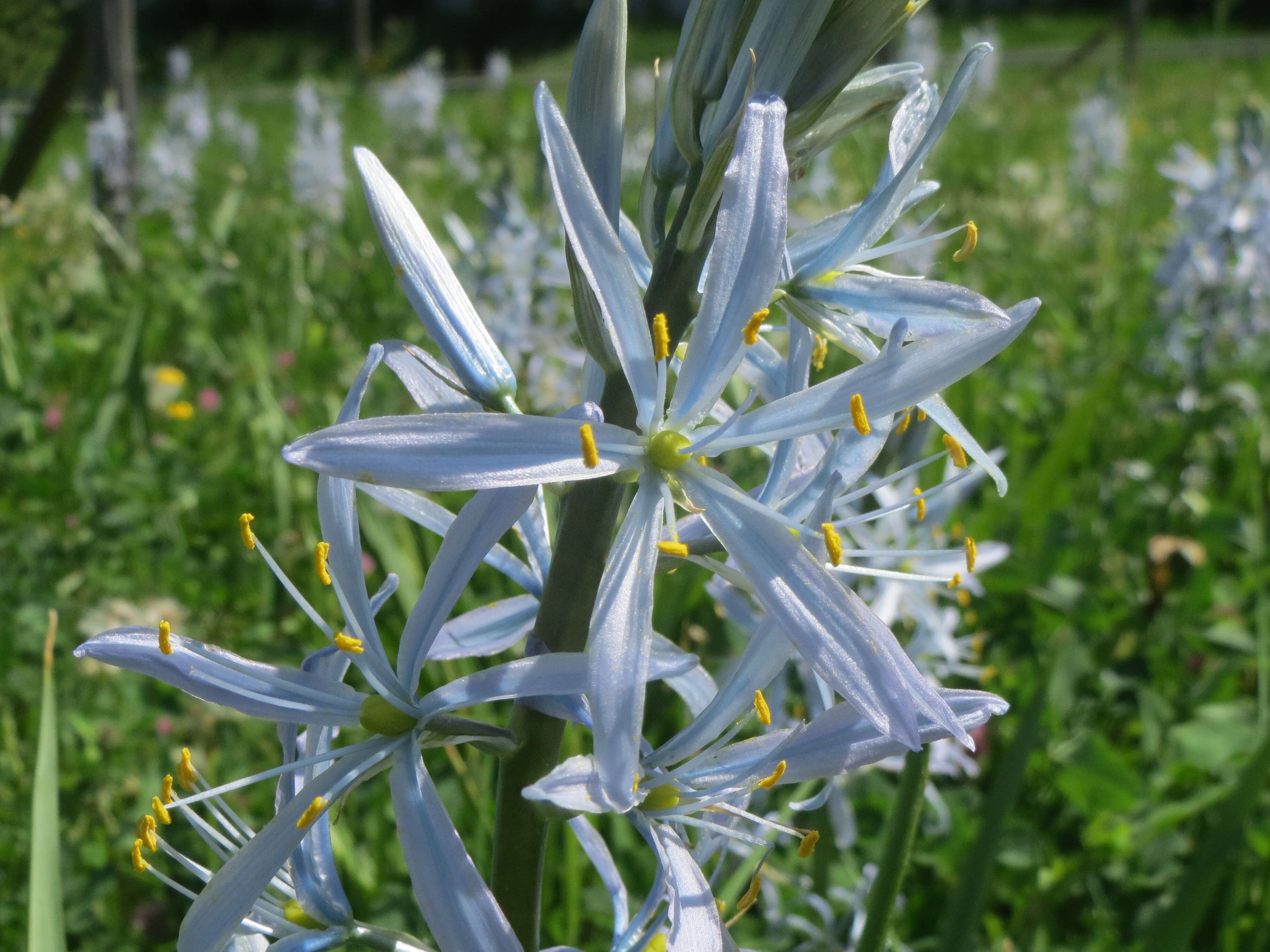 Image of Cusick's camas