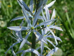 Image de Camassia cusickii S. Watson