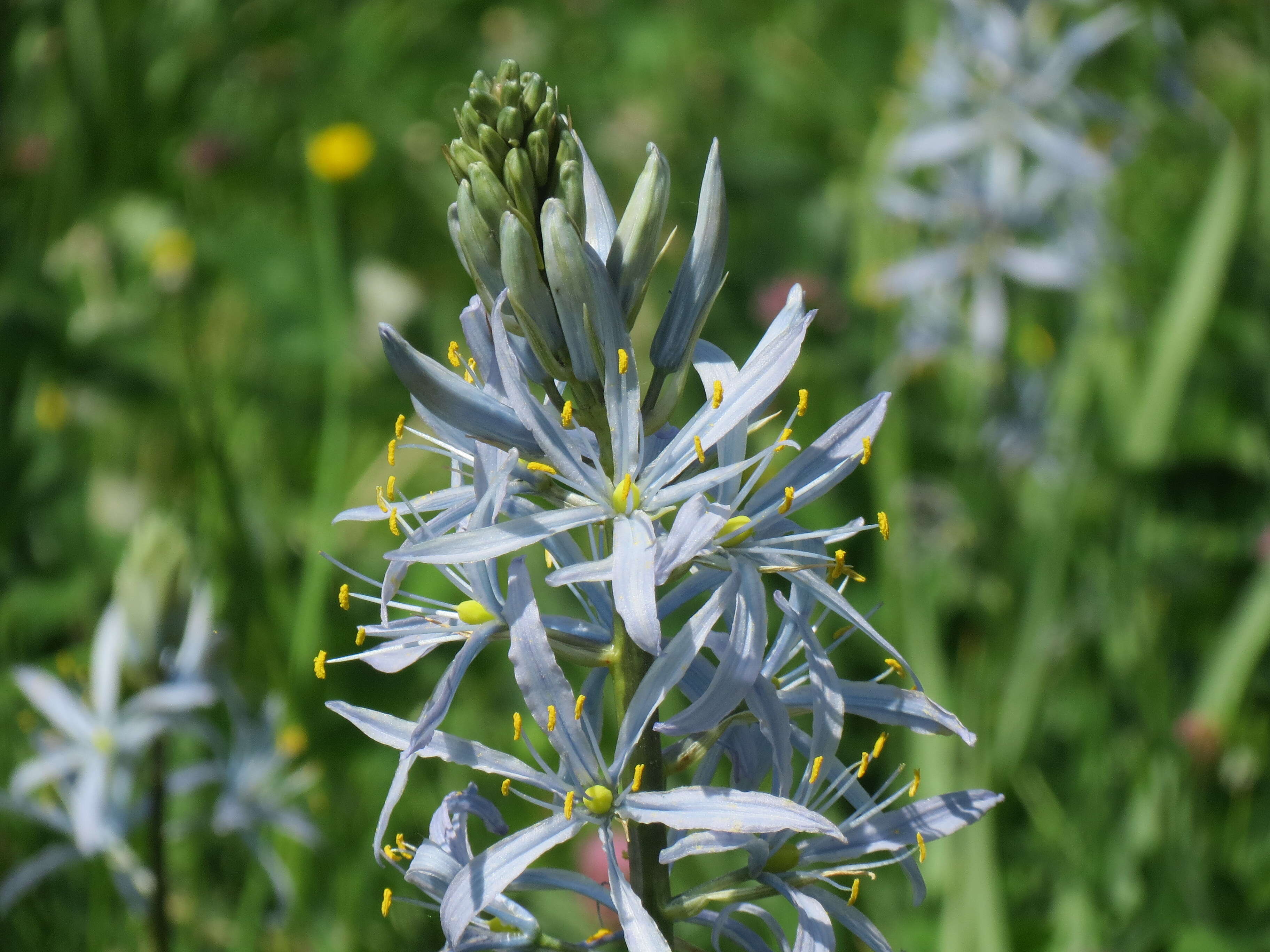 Image of Cusick's camas