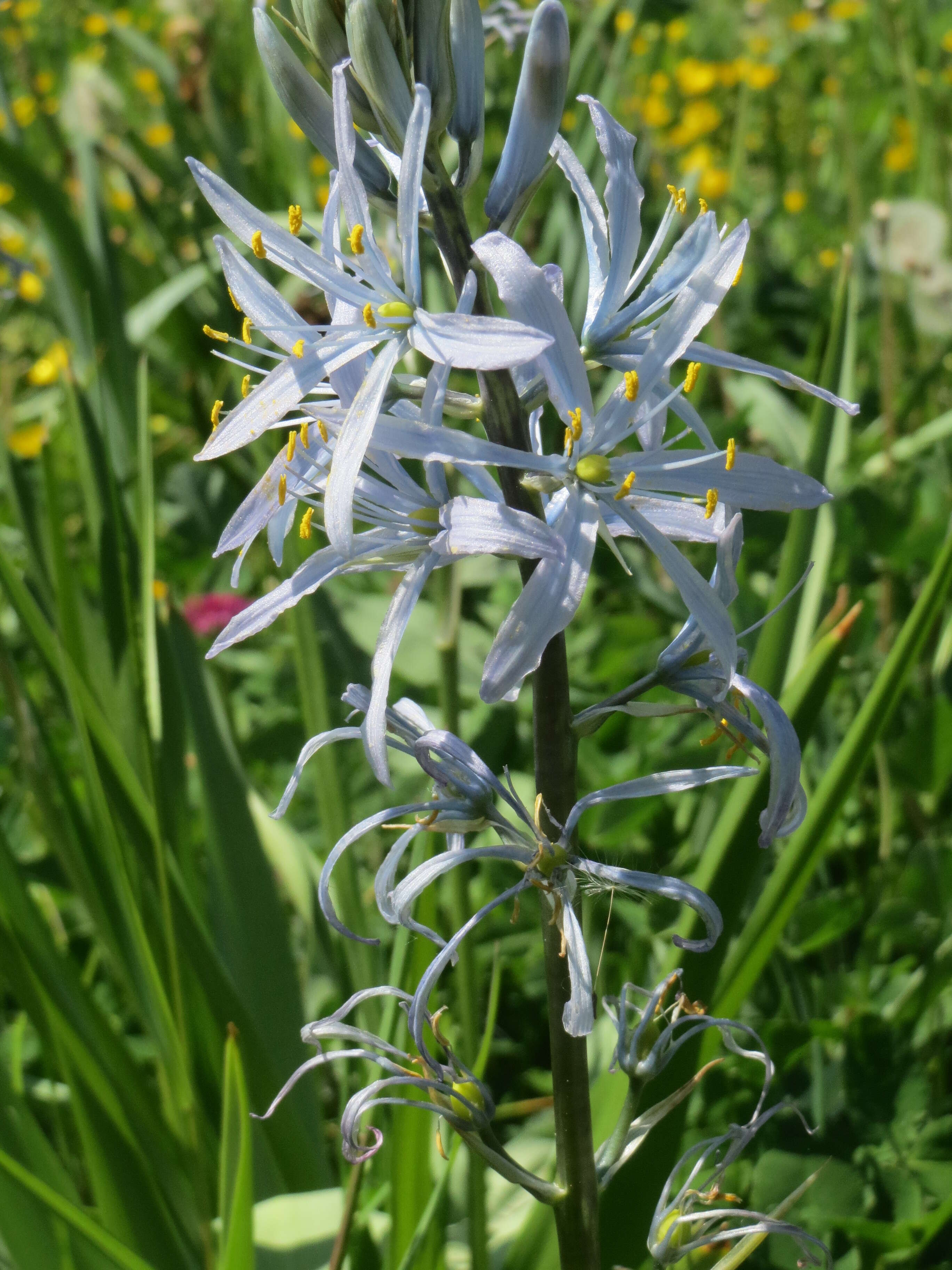 Image of Cusick's camas