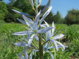 Image of Cusick's camas