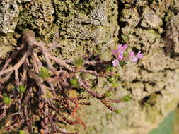 Image of Daphne arbuscula Celak.