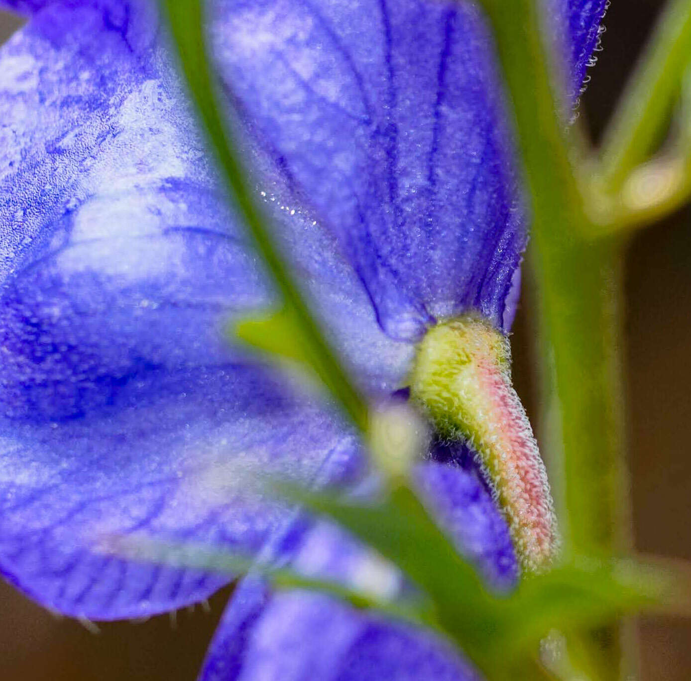 Imagem de Aconitum uncinatum L.