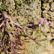 Image of Daphne arbuscula Celak.