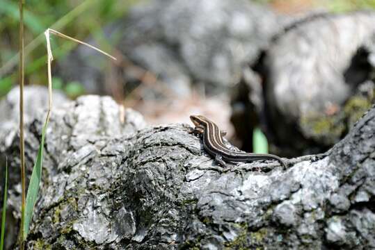 Plestiodon fasciatus (Linnaeus 1758) resmi