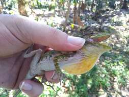 Image of Barahona  Anole