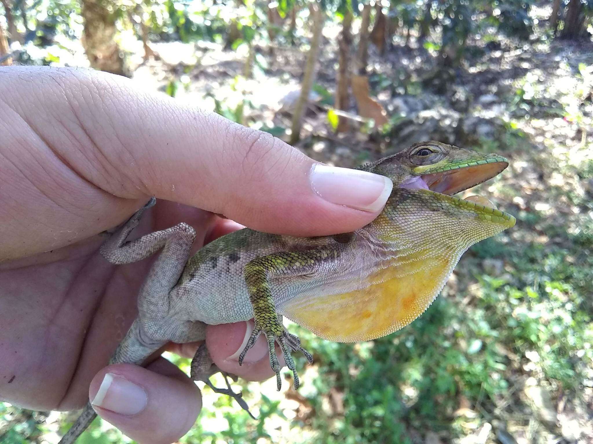 Image of Barahona  Anole