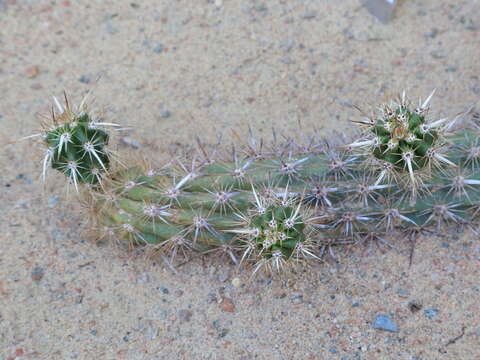 Image of Stenocereus eruca (Brandegee) A. C. Gibson & K. E. Horak