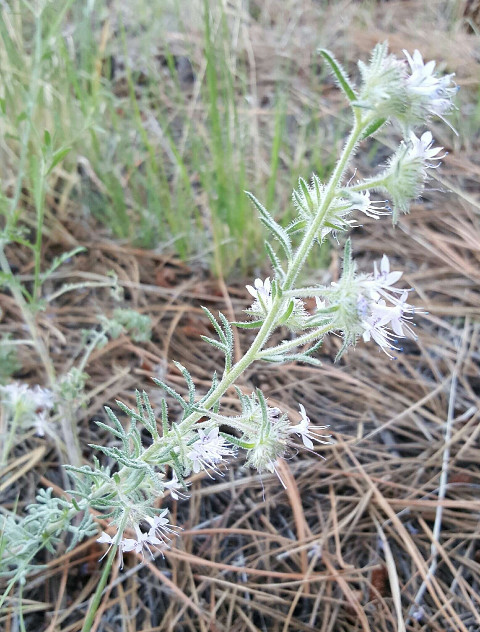 Image of manyflowered ipomopsis