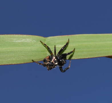 Image of Austracantha