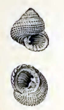 Image of Ascetostoma Herbert 2012