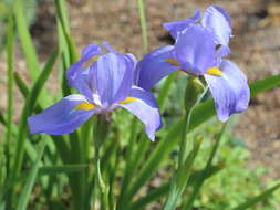 Image of Iris korolkowii Regel