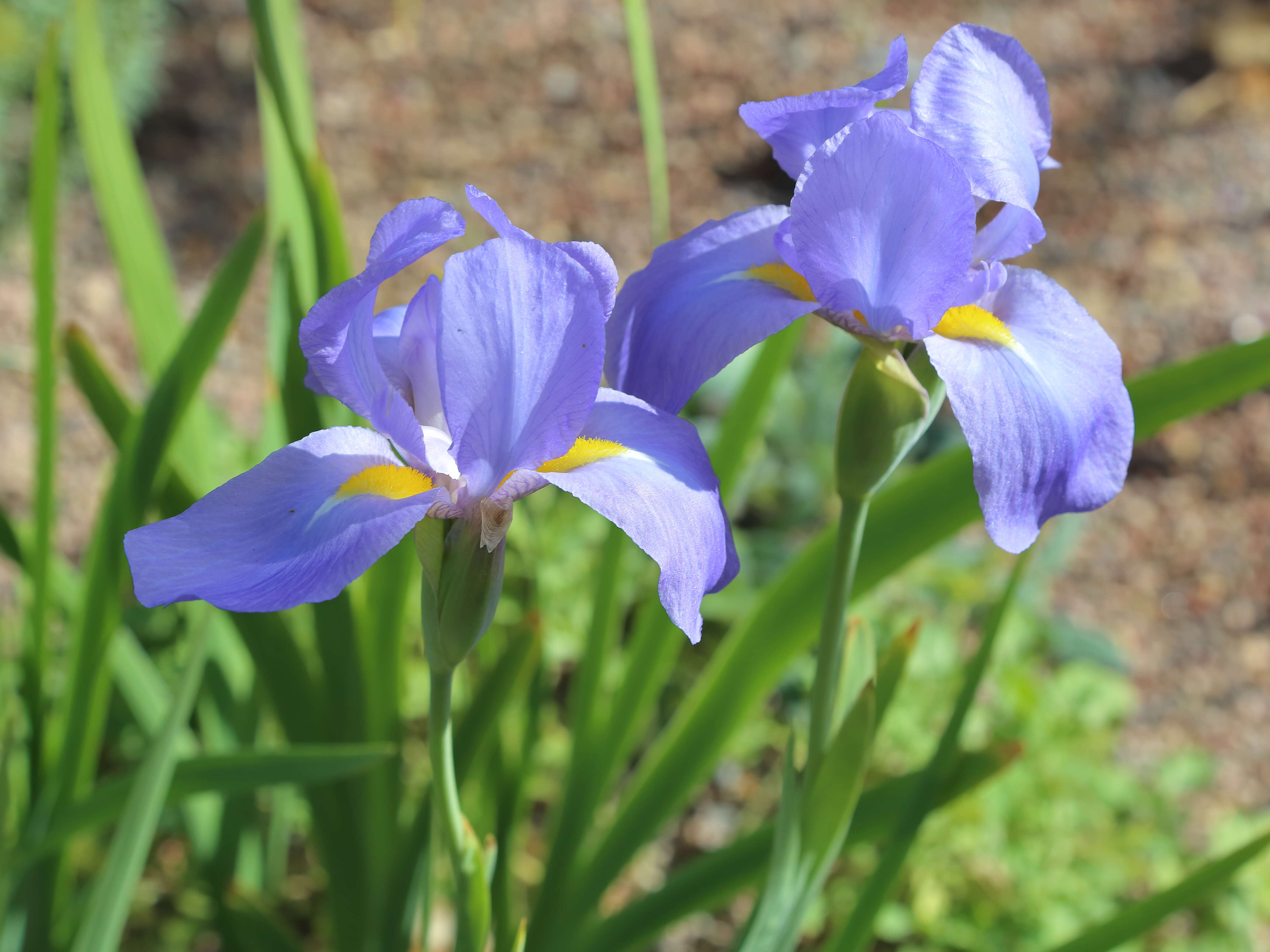 Image of Iris korolkowii Regel