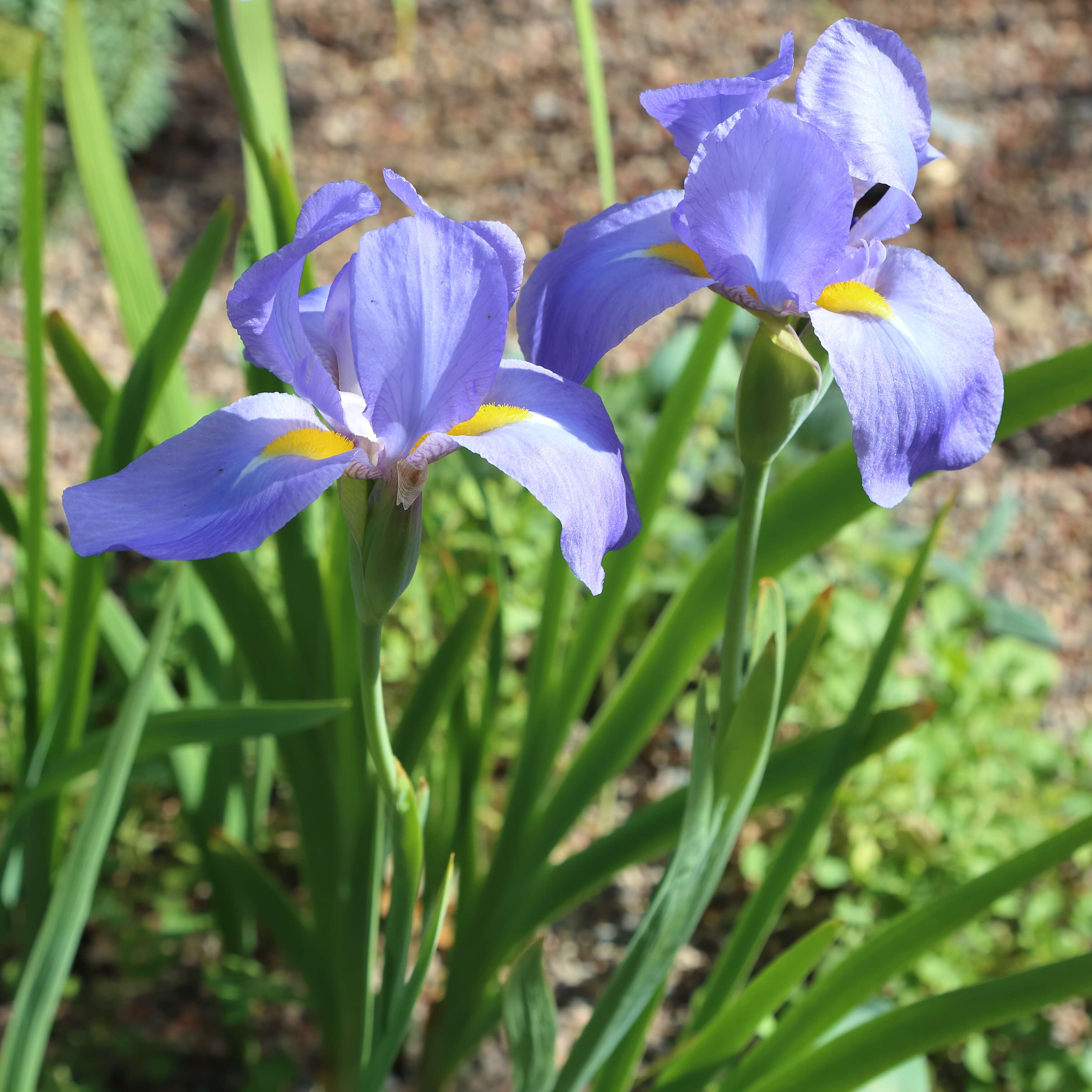 Image of Iris korolkowii Regel