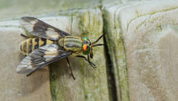 Image of Horse-fly