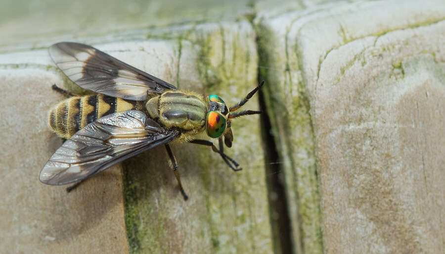 Image of Horse-fly