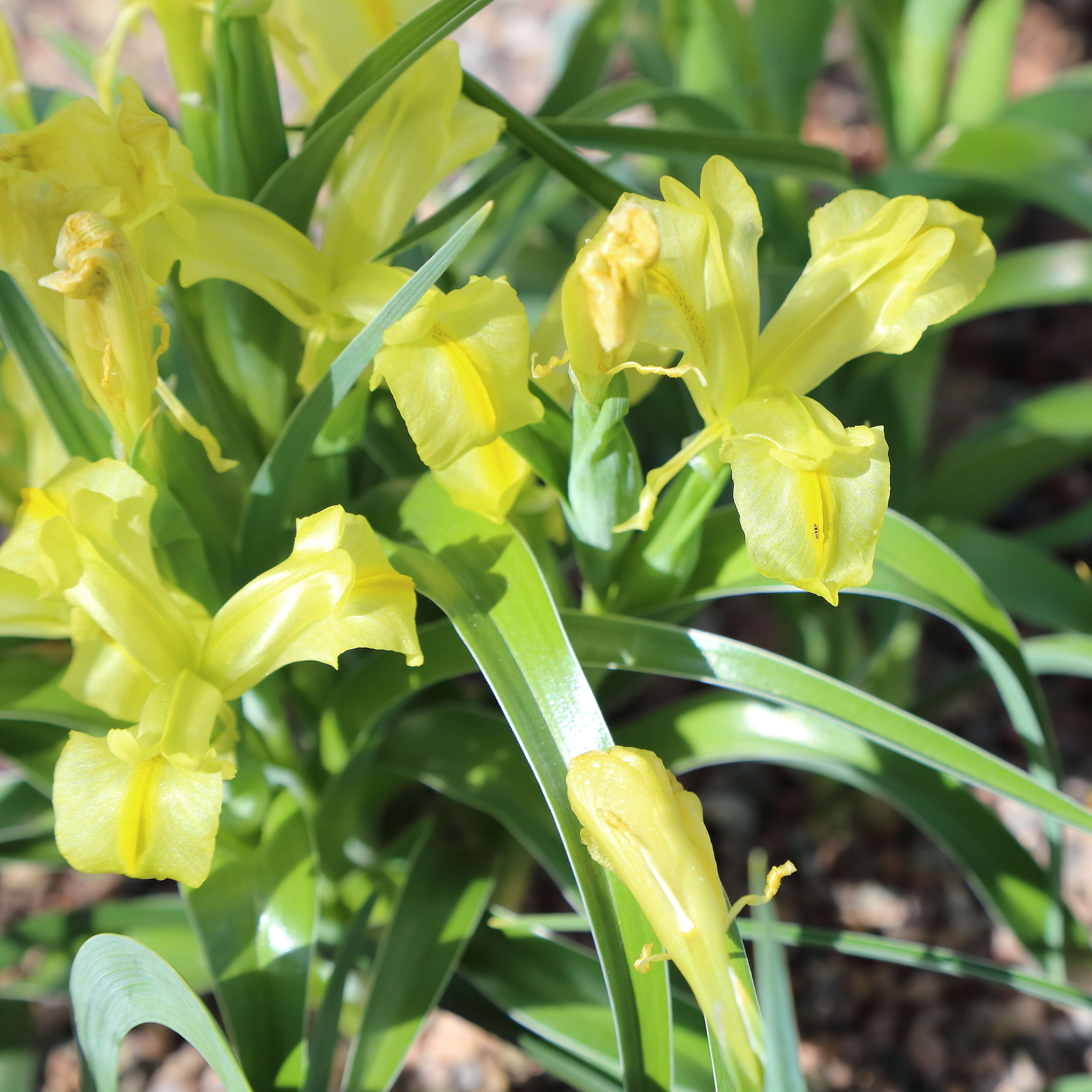 Image of Iris maracandica (Vved.) Wendelbo