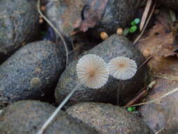 Image of Parasola misera (P. Karst.) Redhead, Vilgalys & Hopple 2001