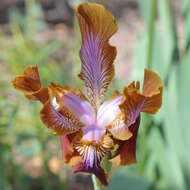 Image of Iris stolonifera Maxim.