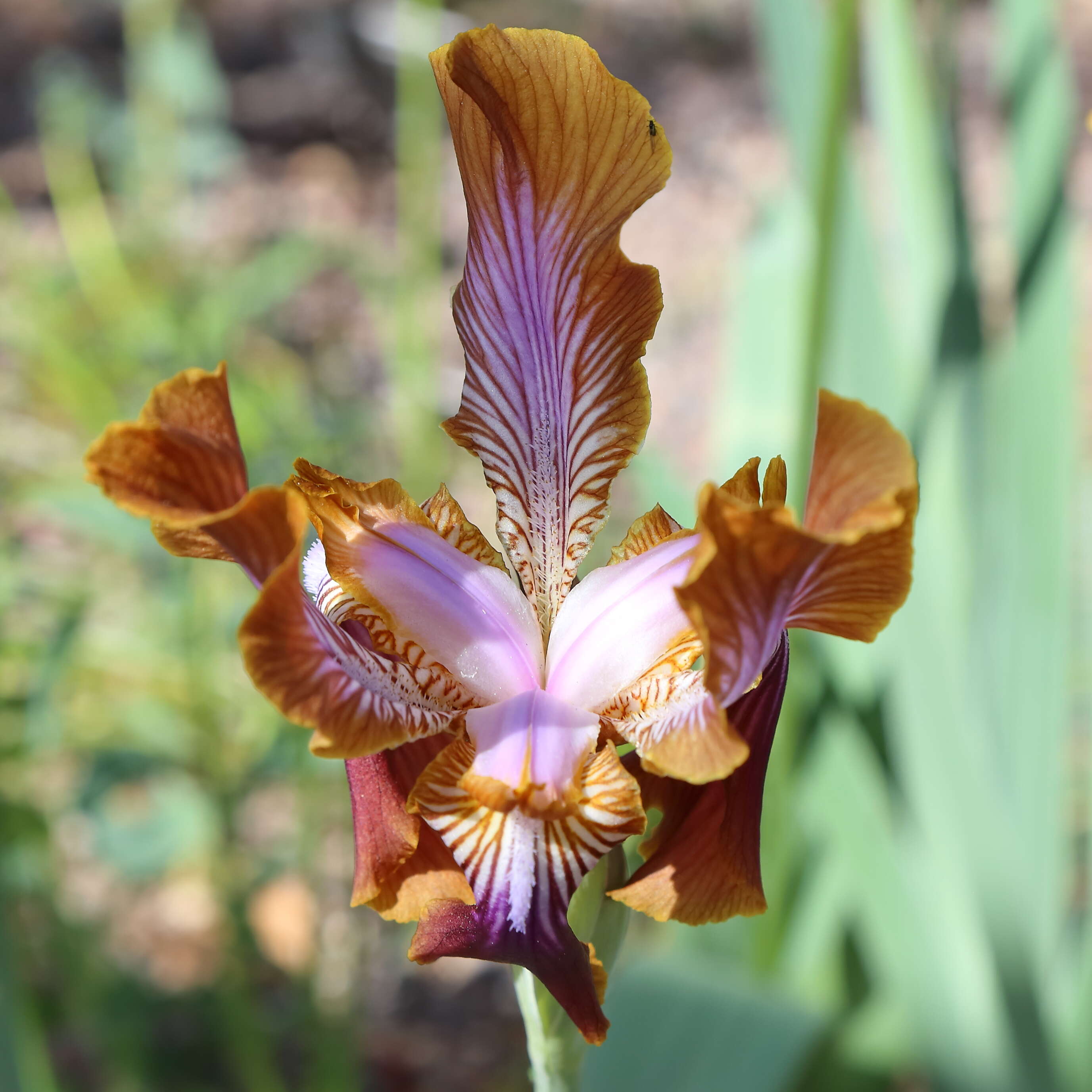 Image of Iris stolonifera Maxim.