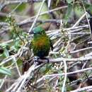 Image of Golden-breasted Puffleg