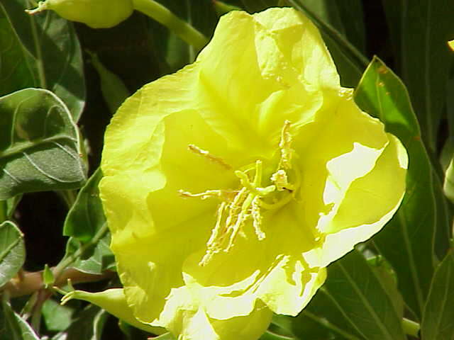 Imagem de Oenothera macrocarpa Nutt.