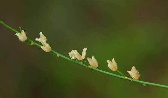 Image of Drimia multisetosa (Baker) Jessop