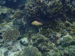 Image of Black-belt hogfish