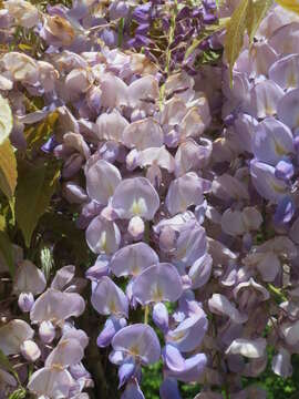 Plancia ëd Wisteria floribunda (Willd.) DC.