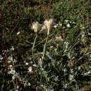 Image of streaked maiden