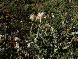 Image of streaked maiden