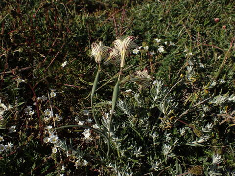 Image of streaked maiden