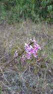 Слика од Epidendrum calanthum Rchb. fil. & Warsz.